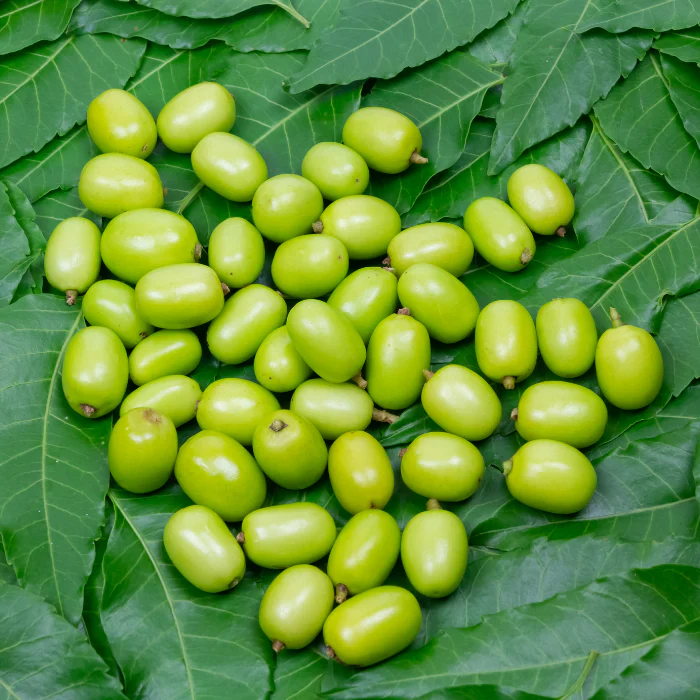 Neem seed