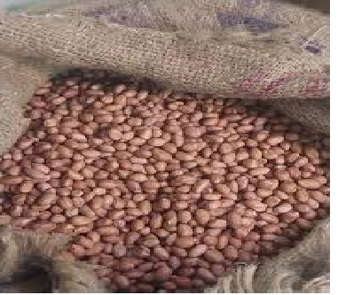 Groundnut